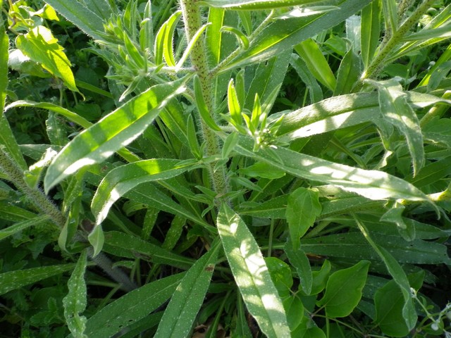 Pianta arbusto - Echium cfr. vulgare